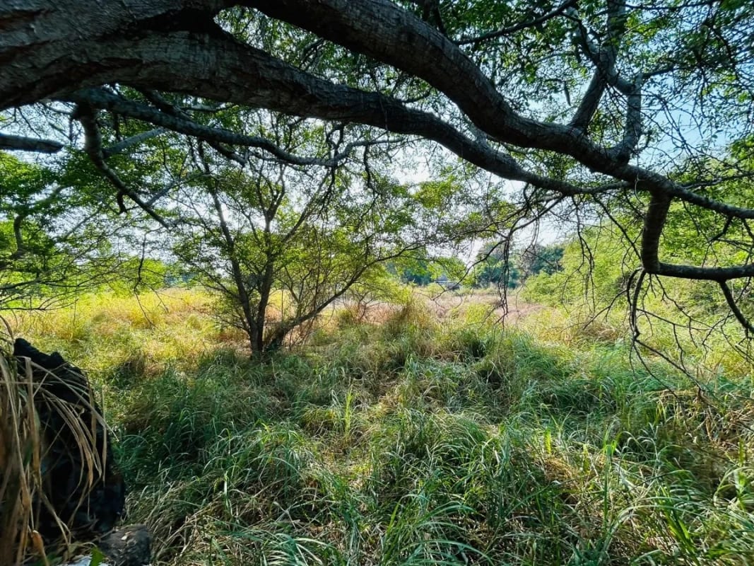 Terreno en venta para desarrollo en Iztapa a orilla del mar — Terreno en Venta en Iztapa, Escuintla — foto 3 de 17