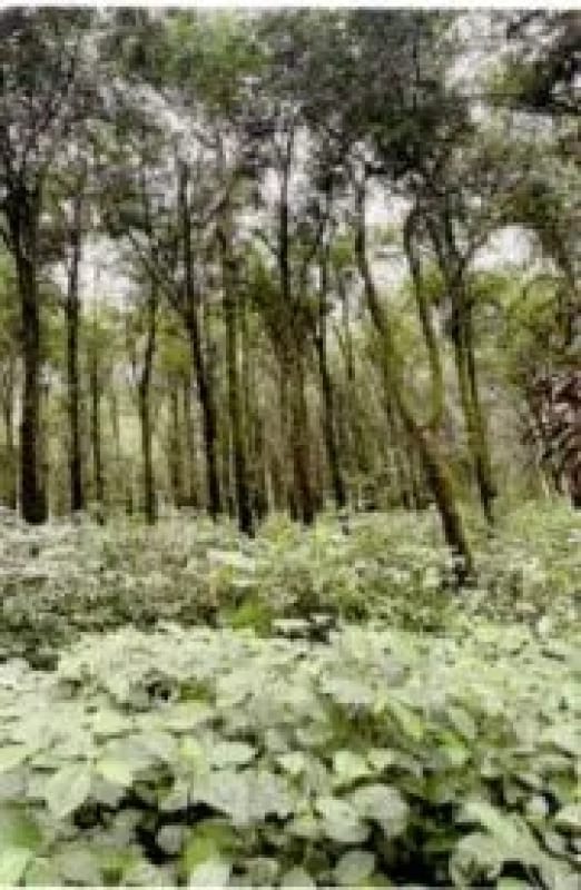Finca Rústica en Venta Zapotitlán Camino al IRTRA — Finca en Venta en San Martín Zapotitlán, Retalhuleu — foto 5 de 9