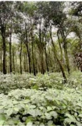 Finca Rústica en Venta Zapotitlán Camino al IRTRA — Finca en Venta en San Martín Zapotitlán, Retalhuleu — miniatura 5 de 9
