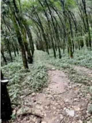 Finca Rústica en Venta Zapotitlán Camino al IRTRA — Finca en Venta en San Martín Zapotitlán, Retalhuleu — miniatura 4 de 9
