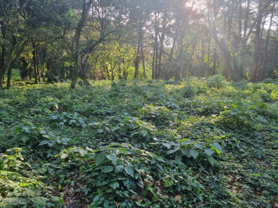 Terreno en venta en Premier Campestre km 23 carretera a El Salvador — Terreno en Venta en Carretera a El Salvador, Guatemala, Ciudad — foto 3 de 7