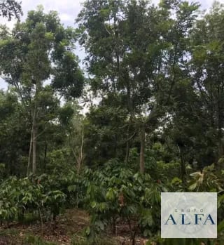 FINCA DE MADERA EN VENTA- BOSQUE CERTIFICADO DE ALTO VALOR — Finca en Venta en Escuintla, Escuintla — miniatura 7 de 8