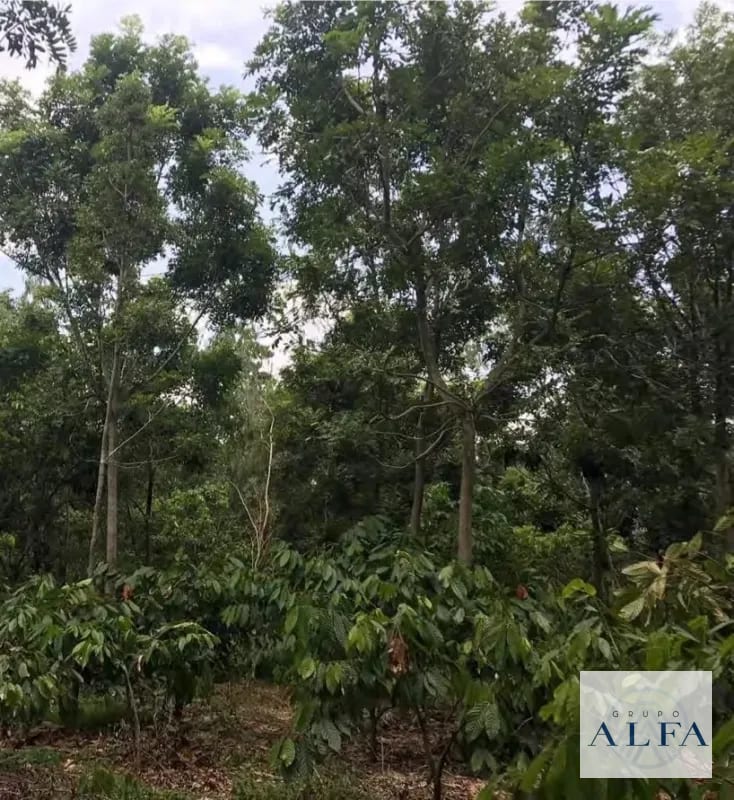 FINCA DE MADERA EN VENTA- BOSQUE CERTIFICADO DE ALTO VALOR — Finca en Venta en Escuintla, Escuintla — foto 7 de 8