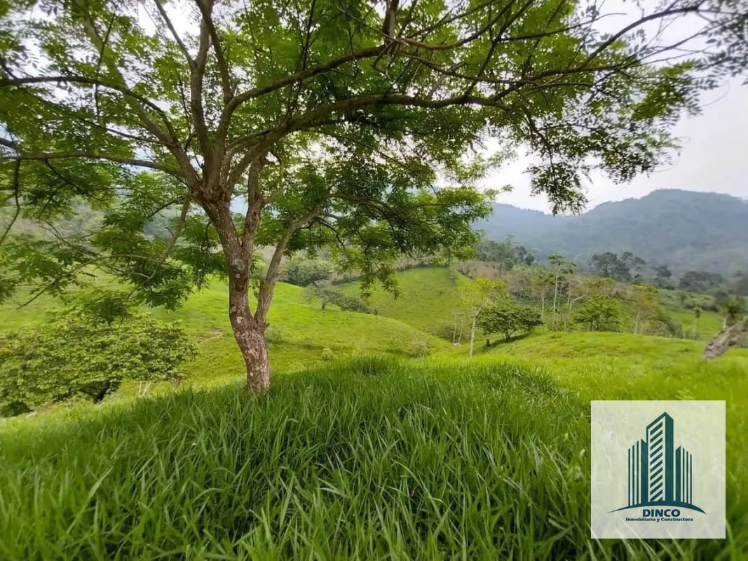 Vendo Finca en Chicacao, Suchitepequez — Finca en Venta en Mazatenango, Suchitepéquez — foto 6 de 6