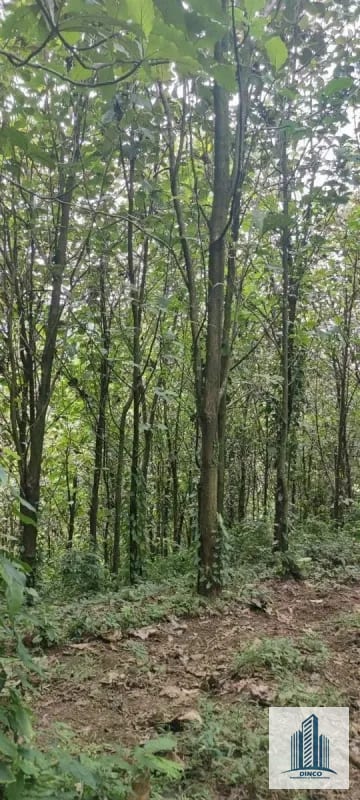 Vendo Finca en Chicacao, Suchitepequez — Finca en Venta en Mazatenango, Suchitepéquez — foto 5 de 6