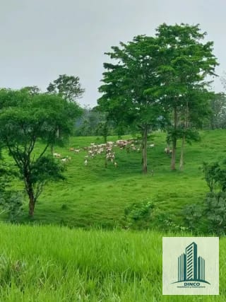 Vendo Finca en Chicacao, Suchitepequez — Finca en Venta en Mazatenango, Suchitepéquez — miniatura 3 de 6