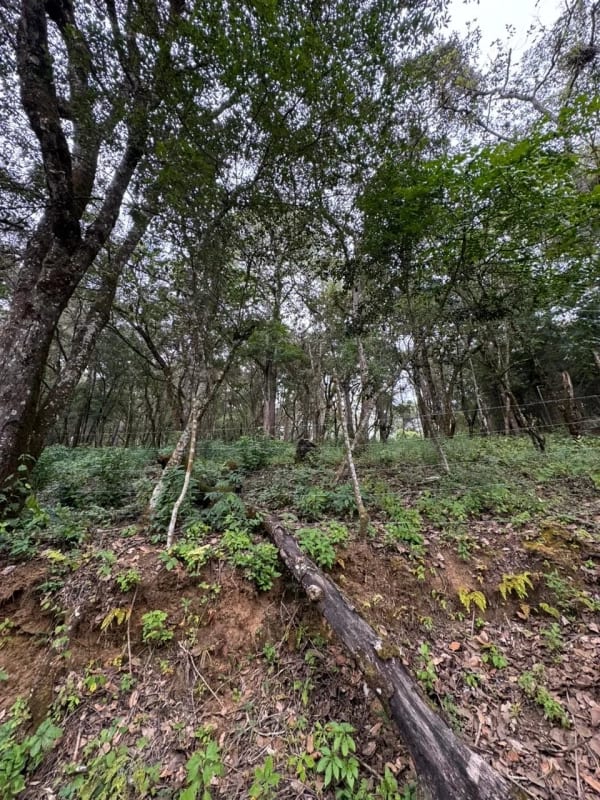 Terreno en Venta - Tronco 10 El Encinal, zona 7 Mixco — Terreno en Venta en El Encinal, Zona 7 Mixco, Guatemala, Ciudad — foto 4 de 6