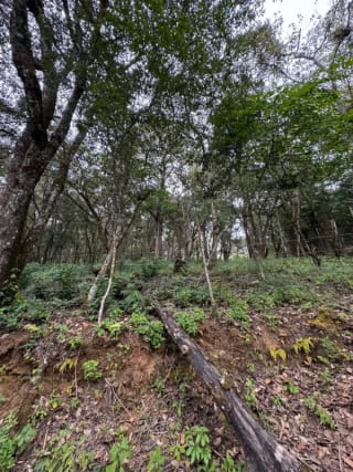 Terreno en Venta -  Tronco 10 El Encinal, zona 7 Mixco — Terreno en Venta en El Encinal, Zona 7 Mixco, Guatemala, Ciudad — miniatura 4 de 6
