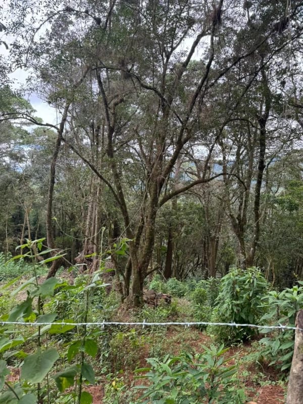 Terreno en Venta - Tronco 10 El Encinal, zona 7 Mixco — Terreno en Venta en El Encinal, Zona 7 Mixco, Guatemala, Ciudad — foto 3 de 6