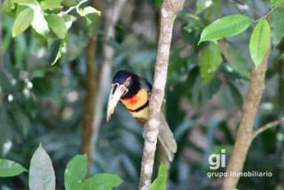 Hotel en venta en Peten — Terreno en Venta en Flores, Petén — miniatura 4 de 17
