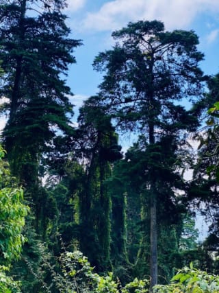 TERRENO SAN ISIDRO Z16~ 2.2 MANZANAS DE TERRENO IDEAL DESARROLLADORES 22,393 VRS2 $100 VR, CERCA DE UNIVERSIDADES, COLEGIOS, GOLF , RESTAURANTES $2.239,300 — Terreno en Venta en Zona 16, Guatemala, Ciudad — miniatura 2 de 2