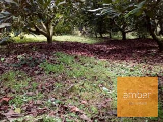 Granja de aguacate, en Chimaltenango — Terreno en Venta en Patzún, Chimaltenango — miniatura 5 de 5