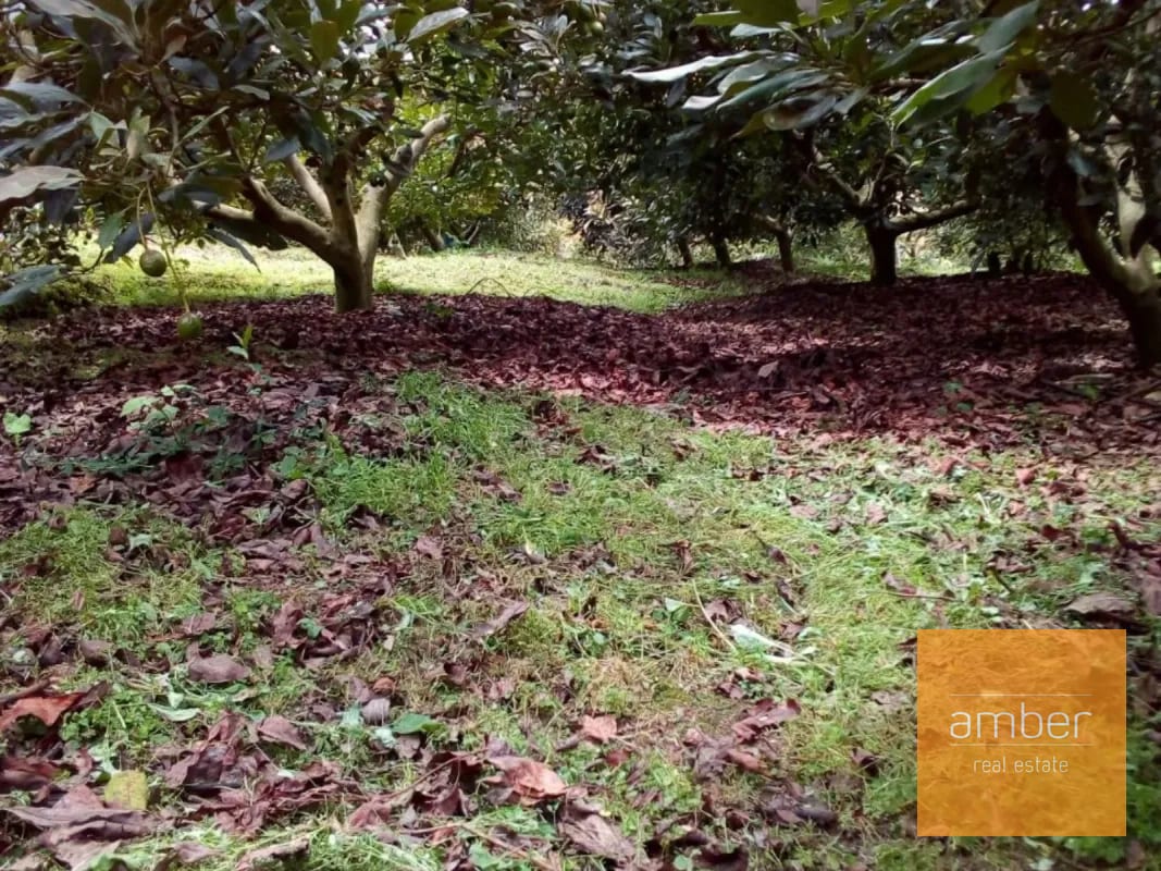 Granja de aguacate, en Chimaltenango — Terreno en Venta en Patzún, Chimaltenango — foto 5 de 5