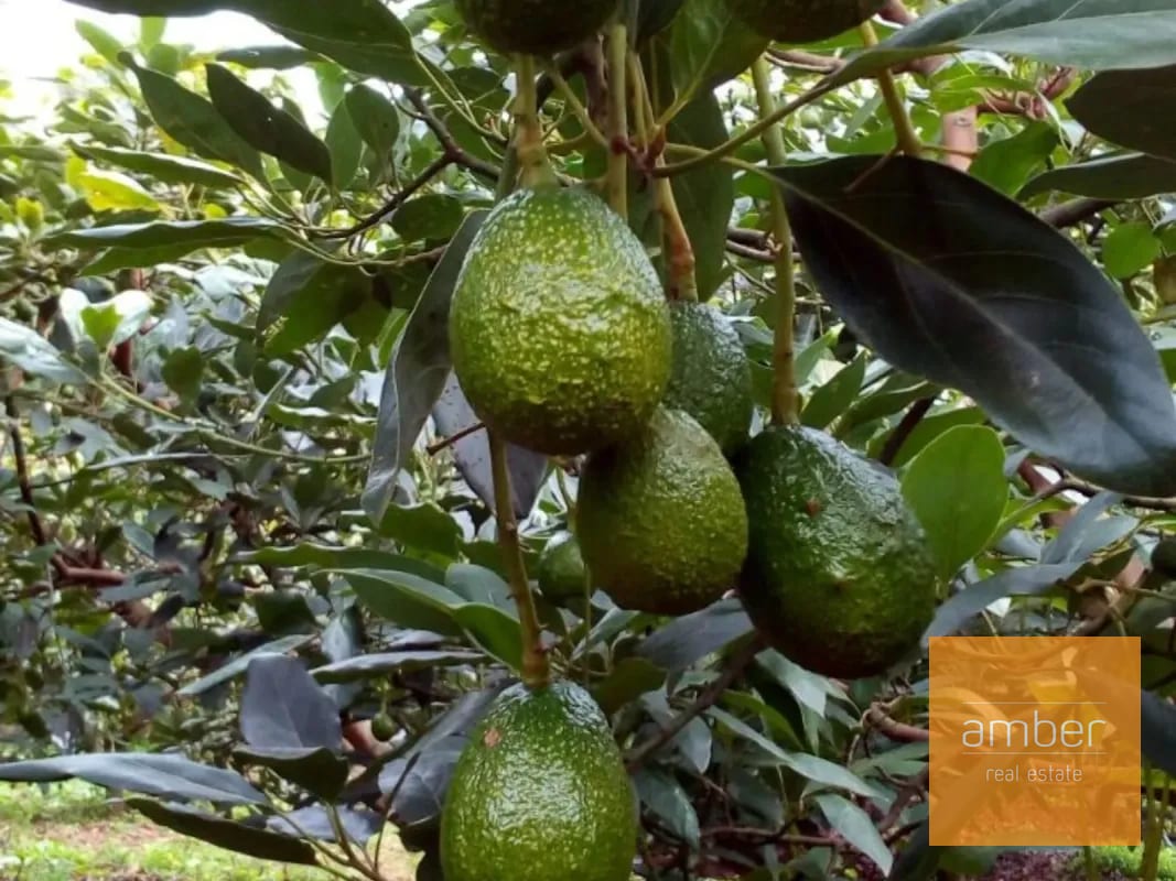 Granja de aguacate, en Chimaltenango — Terreno en Venta en Patzún, Chimaltenango — foto 3 de 5