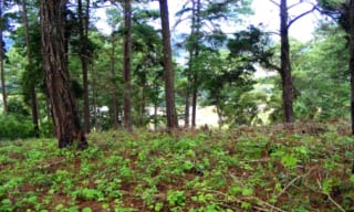 Terreno Premium de 15,960m²  en Zona 16: Ideal para Desarrollo — Terreno en Venta en El Pulté, Zona 16, Guatemala, Ciudad — miniatura 8 de 15