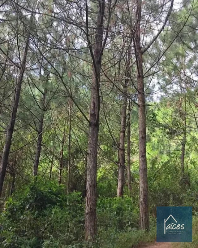 FINCA PLATANAR. Potencial hídrico, madera, cultivo cardamomo y café. — Finca en Venta en Tactic, Alta Verapaz — foto 4 de 7