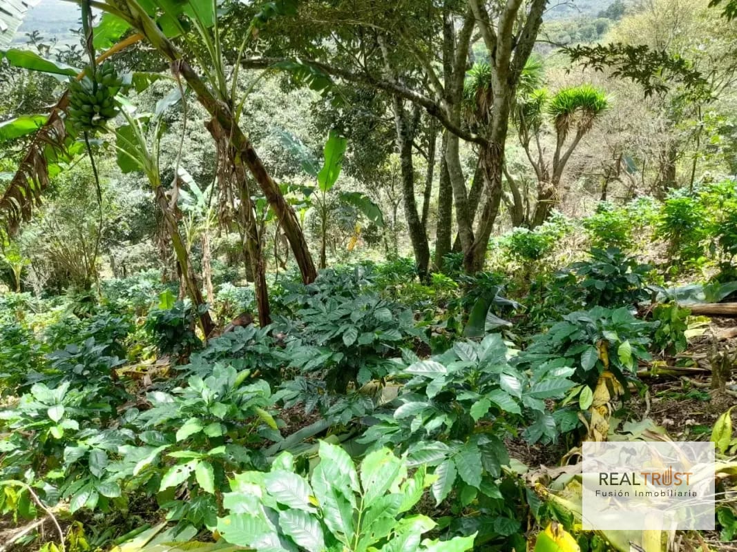 SE VENDE FINCA PARA USO AGRÍCOLA SANTA ELENA BARILLAS, VILLA CANALES — Finca en Venta en Villa Canales, Guatemala, Ciudad — foto 2 de 3