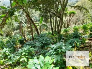 SE VENDE FINCA PARA USO AGRÍCOLA SANTA ELENA BARILLAS, VILLA CANALES — Finca en Venta en Villa Canales, Guatemala, Ciudad — miniatura 2 de 3
