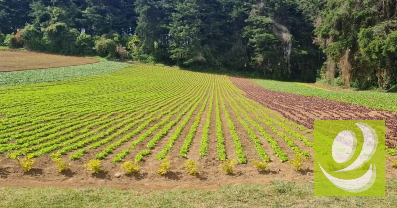 Terreno en Venta en Santo Tomas Milpas Altas, Sacatepéquez — Terreno en Venta en Santo Tomás Milpas Altas, Sacatepéquez — foto 8 de 8