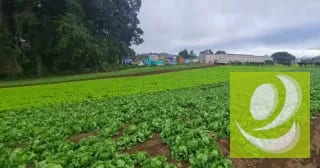Terreno en Venta en Santo Tomas Milpas Altas, Sacatepéquez — Terreno en Venta en Santo Tomás Milpas Altas, Sacatepéquez — miniatura 5 de 8