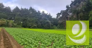 Terreno en Venta en Santo Tomas Milpas Altas, Sacatepéquez — Terreno en Venta en Santo Tomás Milpas Altas, Sacatepéquez — miniatura 3 de 8