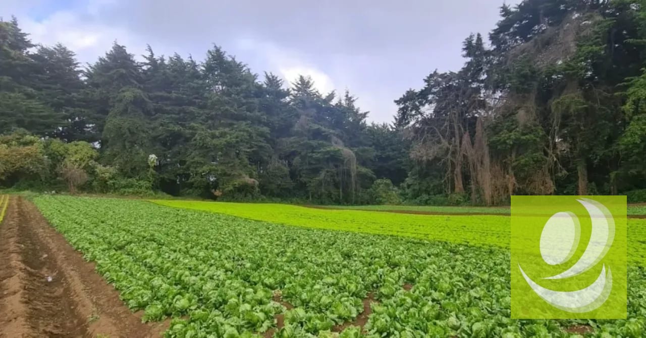 Terreno en Venta en Santo Tomas Milpas Altas, Sacatepéquez — Terreno en Venta en Santo Tomás Milpas Altas, Sacatepéquez — foto 3 de 8