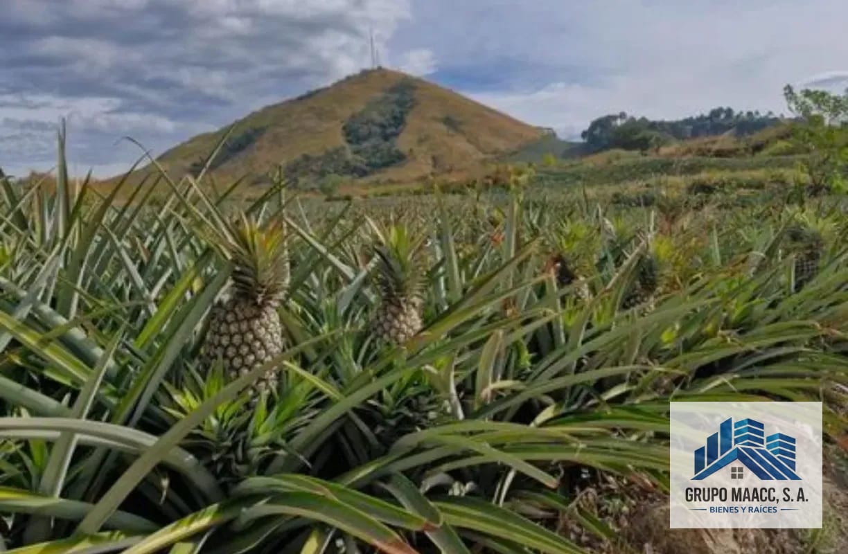 VENTA VARIAS FINCAS JOCOTILLO — Terreno en Venta en Villa Canales, Guatemala, Ciudad — foto 2 de 3