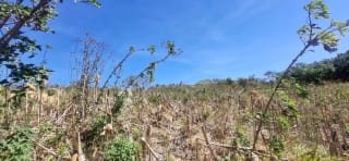 Terreno en Venta en el Jocotillo Calle Santa Rosita — Terreno en Venta en Santa Elena Barillas, Guatemala, Ciudad — miniatura 4 de 15
