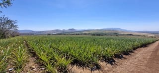 Terreno en Venta Jocotillo Villa Canales — Terreno en Venta en Santa Elena Barillas, Guatemala, Ciudad — miniatura 1 de 5
