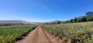 Terreno en Venta Jocotillo Villa Canales — Terreno en Venta en Santa Elena Barillas, Guatemala, Ciudad — miniatura 5 de 5