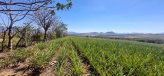 Terreno en Venta Jocotillo Villa Canales — Terreno en Venta en Santa Elena Barillas, Guatemala, Ciudad — miniatura 3 de 5