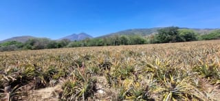 Venta de Terreno Jocotillo Santa Elena Barillas — Terreno en Venta en Santa Elena Barillas, Guatemala, Ciudad — miniatura 8 de 8