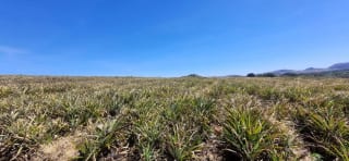Venta de Terreno Jocotillo Santa Elena Barillas — Terreno en Venta en Santa Elena Barillas, Guatemala, Ciudad — miniatura 7 de 8