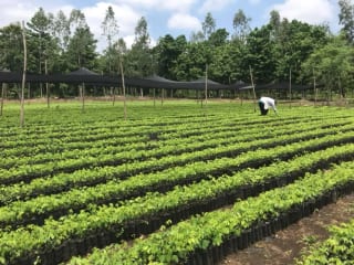 SE VENDE FINCA FORESTAL CERTIFICADA EN ESCUINTLA – GUATEMALA — Finca en Venta en Guanagazapa, Escuintla — miniatura 1 de 12