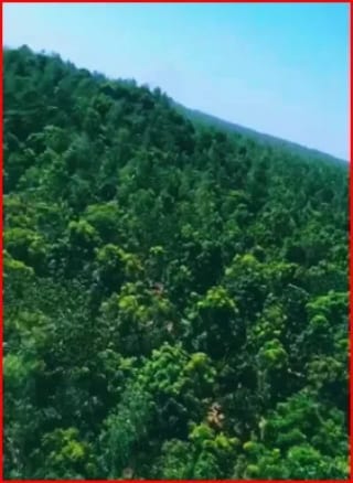 SE VENDE FINCA FORESTAL CERTIFICADA EN ESCUINTLA – GUATEMALA — Finca en Venta en Guanagazapa, Escuintla — miniatura 12 de 12