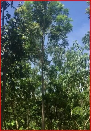 SE VENDE FINCA FORESTAL CERTIFICADA EN ESCUINTLA – GUATEMALA — Finca en Venta en Guanagazapa, Escuintla — miniatura 10 de 12