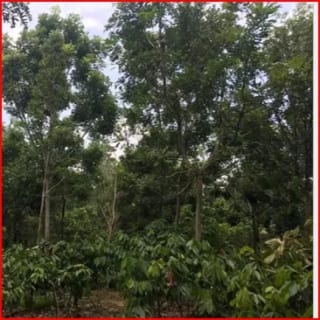 SE VENDE FINCA FORESTAL CERTIFICADA EN ESCUINTLA – GUATEMALA — Finca en Venta en Guanagazapa, Escuintla — miniatura 7 de 12