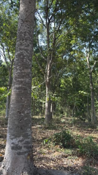 SE VENDE FINCA FORESTAL CERTIFICADA EN ESCUINTLA – GUATEMALA — Finca en Venta en Guanagazapa, Escuintla — miniatura 6 de 12