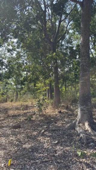SE VENDE FINCA FORESTAL CERTIFICADA EN ESCUINTLA – GUATEMALA — Finca en Venta en Guanagazapa, Escuintla — miniatura 5 de 12
