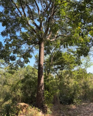 SE VENDE FINCA FORESTAL CERTIFICADA EN ESCUINTLA – GUATEMALA — Finca en Venta en Guanagazapa, Escuintla — miniatura 4 de 12