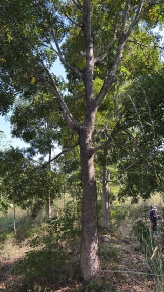 SE VENDE FINCA FORESTAL CERTIFICADA EN ESCUINTLA – GUATEMALA — Finca en Venta en Guanagazapa, Escuintla — miniatura 3 de 12