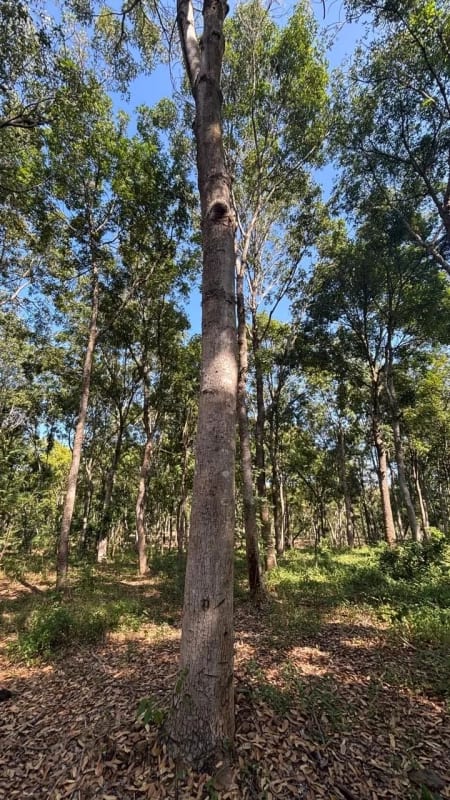 SE VENDE FINCA FORESTAL CERTIFICADA EN ESCUINTLA – GUATEMALA — Finca en Venta en Guanagazapa, Escuintla — foto 2 de 12