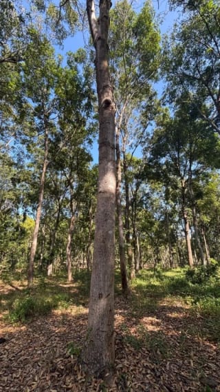 SE VENDE FINCA FORESTAL CERTIFICADA EN ESCUINTLA – GUATEMALA — Finca en Venta en Guanagazapa, Escuintla — miniatura 2 de 12
