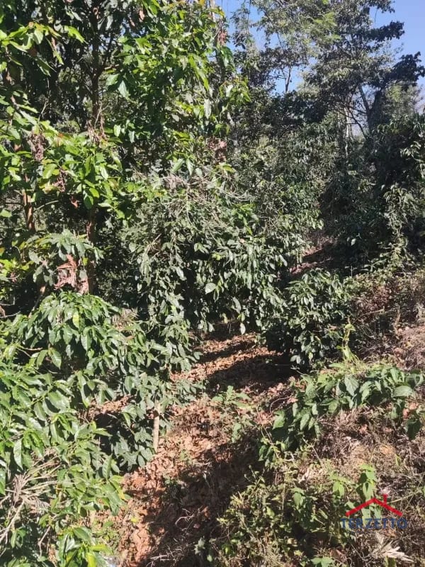 Finca en km 53.5 de la ruta de Chimaltenango — Terreno en Venta en San Martín Jilotepeque, Chimaltenango — foto 10 de 17