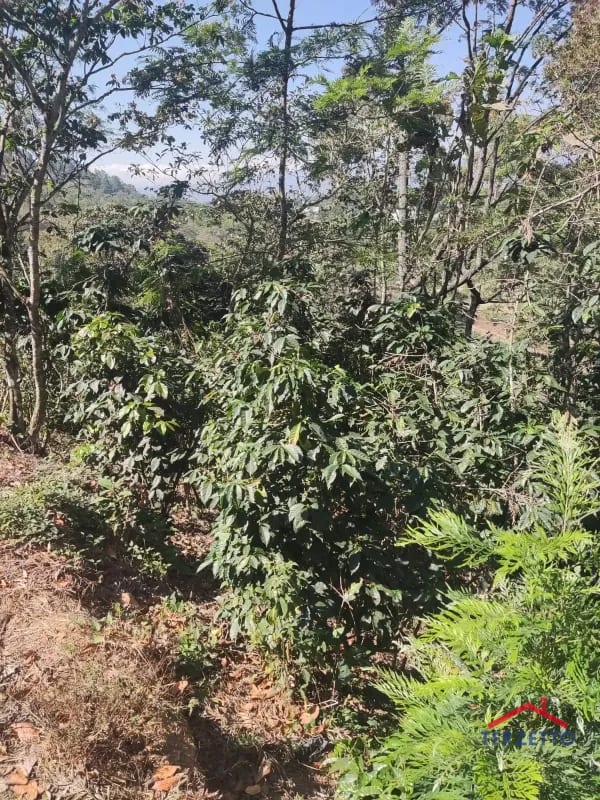 Finca en km 53.5 de la ruta de Chimaltenango — Terreno en Venta en San Martín Jilotepeque, Chimaltenango — foto 9 de 17