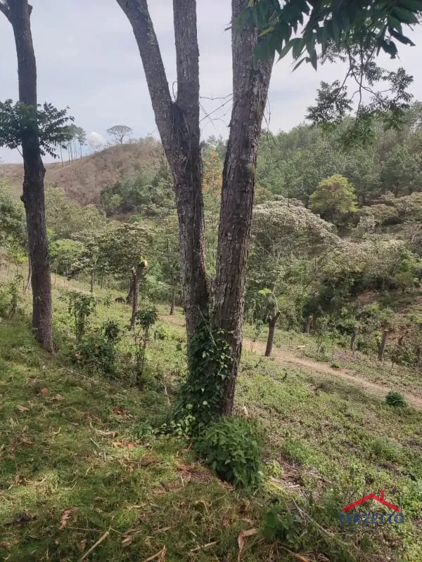 Finca en km 53.5 de la ruta de Chimaltenango — Terreno en Venta en San Martín Jilotepeque, Chimaltenango — foto 3 de 17