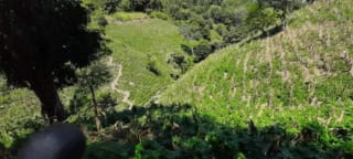 Finca de 30 Manzanas en San Pedro Ayampuc – Ideal para Inversión o Ganadería — Finca en Venta en San Pedro Ayampuc, Guatemala, Ciudad — miniatura 1 de 7