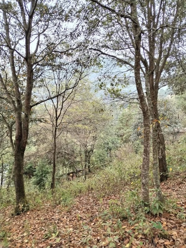 TERRENO EN VENTA EN SANTA LUCIA MILPAS ALTAS — Terreno en Venta en Santa Lucía Milpas Altas, Sacatepéquez — foto 2 de 2