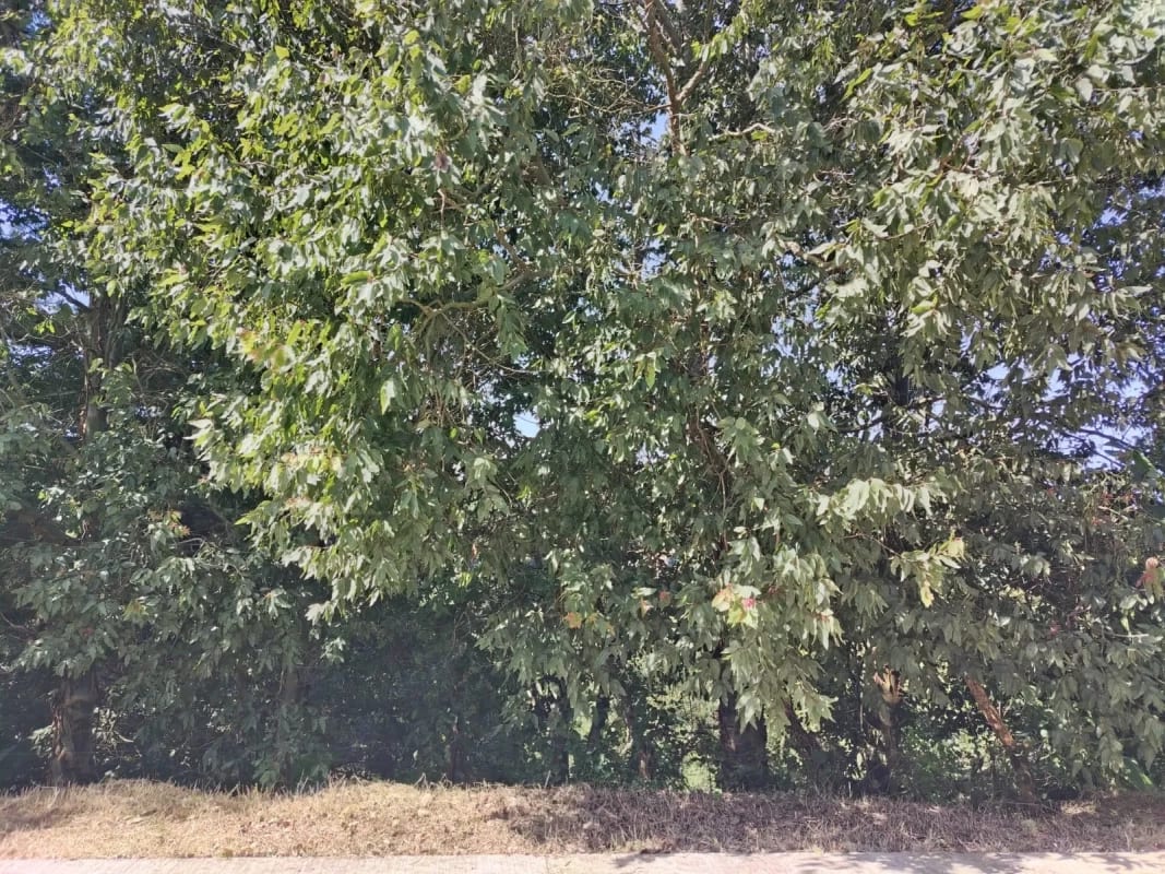 Vendo Terreno Condominio Sausalito, Fraijanes.. — Terreno en Venta en Sausalito, Carretera a El Salvador, Guatemala, Ciudad — foto 11 de 17