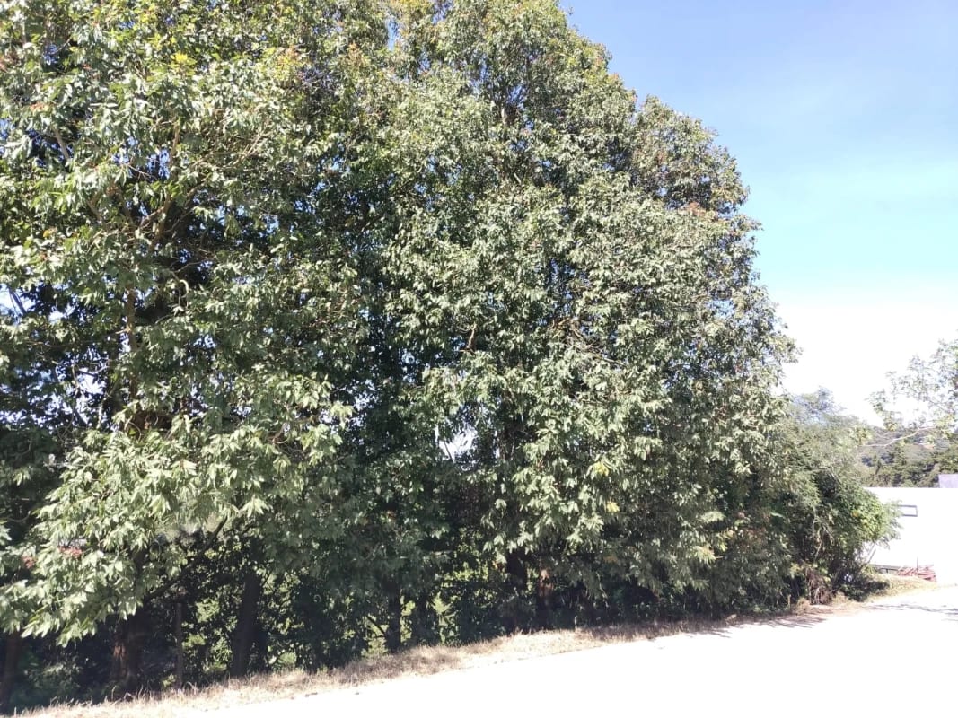 Vendo Terreno Condominio Sausalito, Fraijanes.. — Terreno en Venta en Sausalito, Carretera a El Salvador, Guatemala, Ciudad — foto 9 de 17